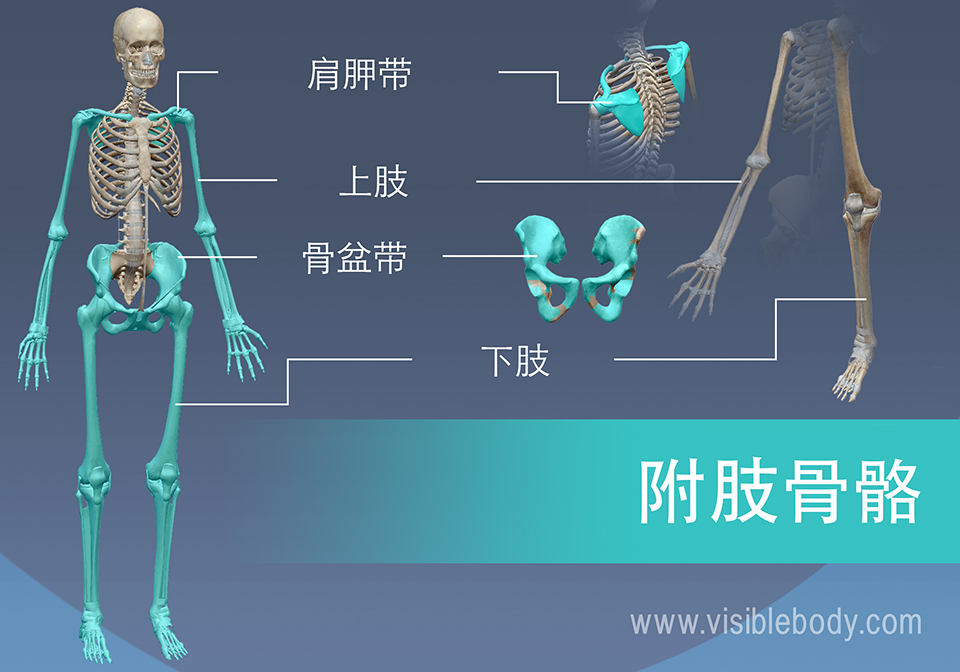 附肢骨骼由肩关节和骨盆以及臂和腿组成